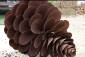 Садовая скульптура «Pinecone» Punto Group  ONC00320000